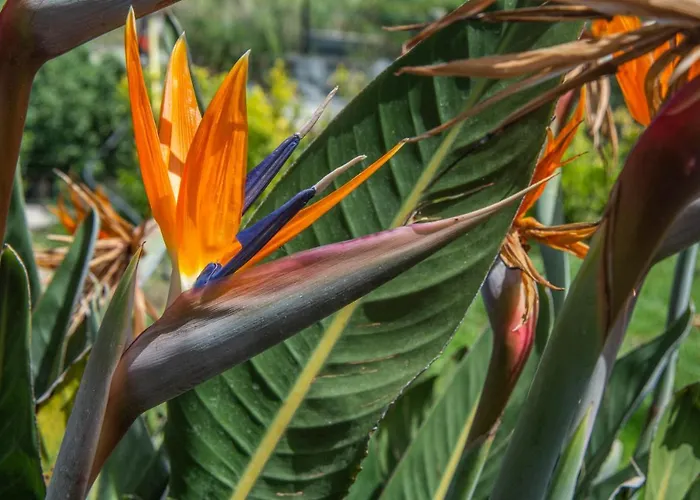 度假居 Casa Yucca Forio di Ischia