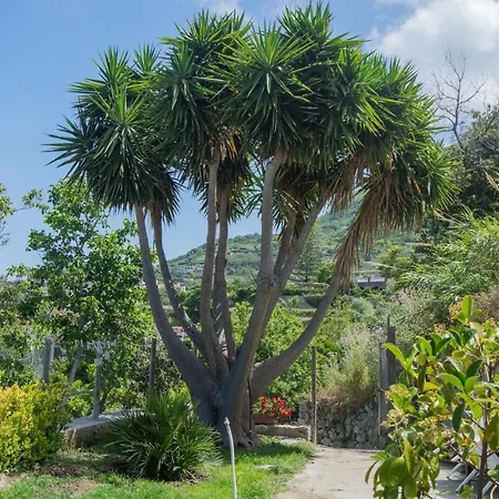Casa Yucca * Forio di Ischia